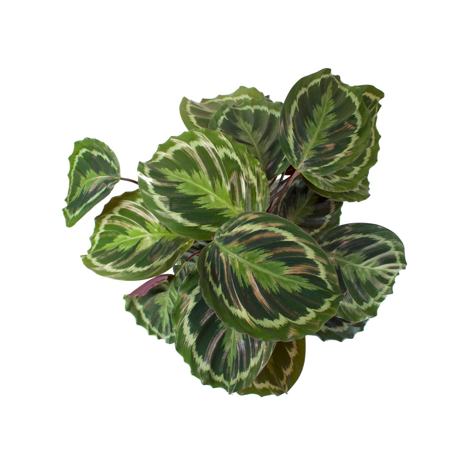 Calathea 'Medallion' (Pauwenplant) | Dau kamerplanten