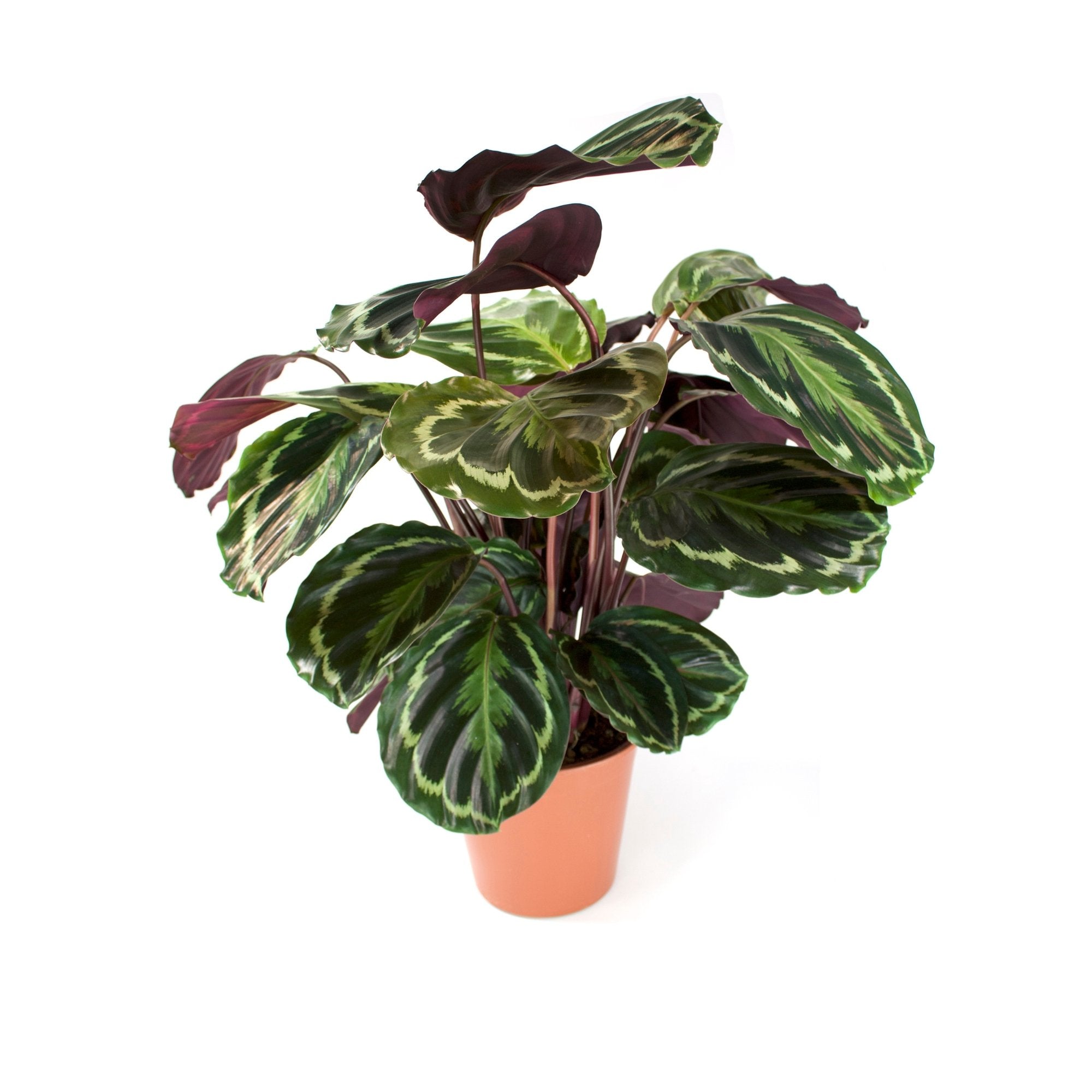 Calathea 'Medallion' (Pauwenplant) | Dau kamerplanten