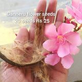 Ganneru (pink) Flower seeds