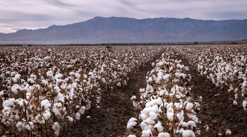 Pima Cotton fields