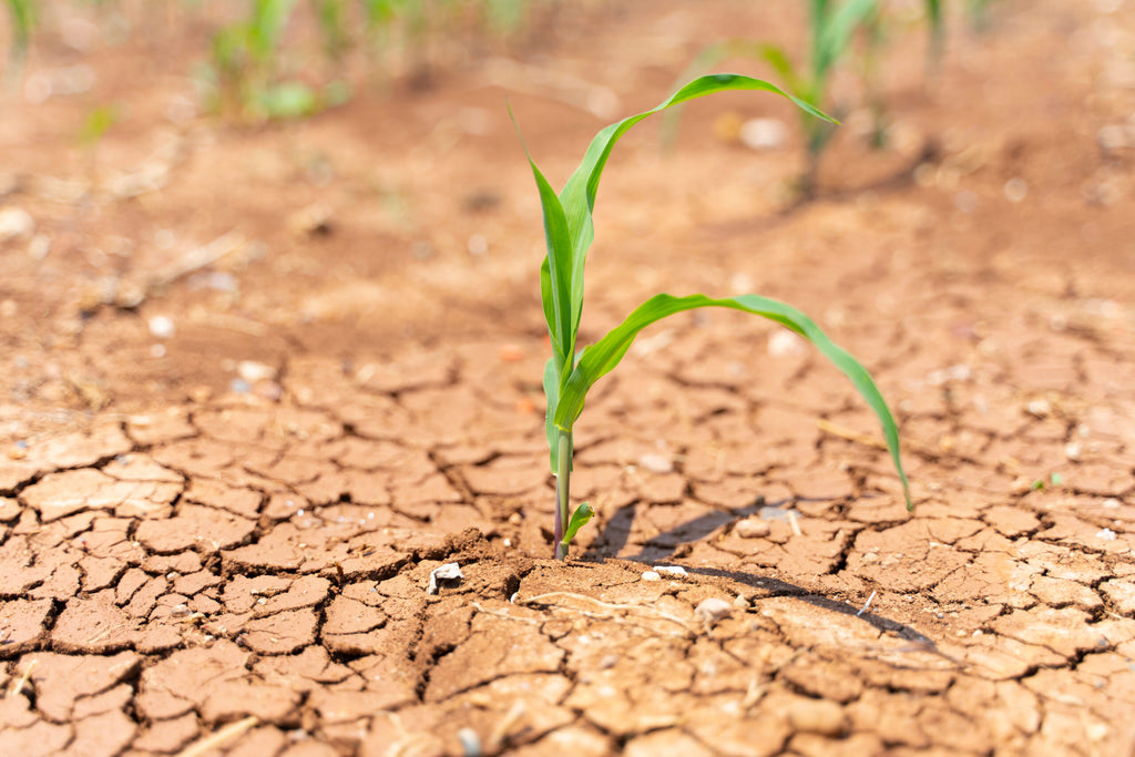 Image d'une plante en pleine secheresse