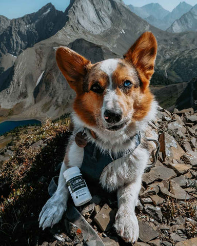 QEVA Cass and her Corgis