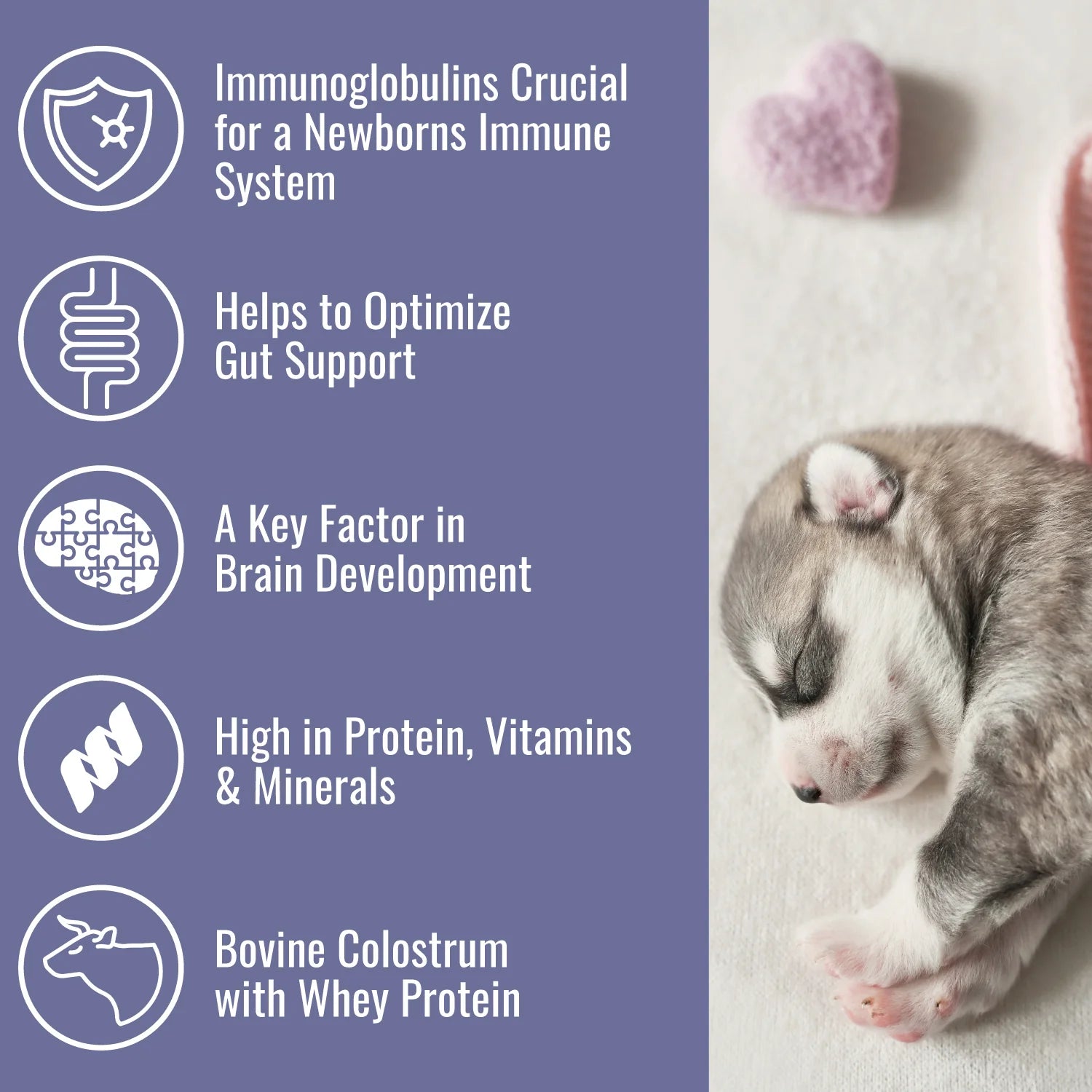 Informational graphic showing benefits of colostrum for puppies, including immune support, brain development, gut health, and high protein content, next to a sleeping newborn puppy