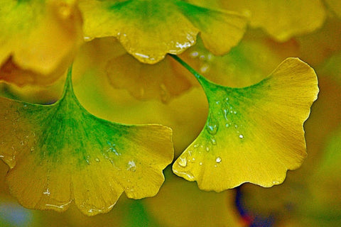 Ginkgo-biloba-feuille