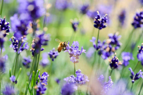 Abeille et lavande