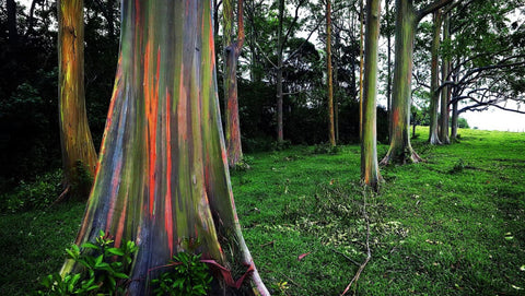 arbre-couleur-eucalyptus-deglupta-arc-ciel