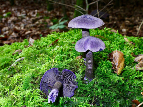 champignon-violet-bois