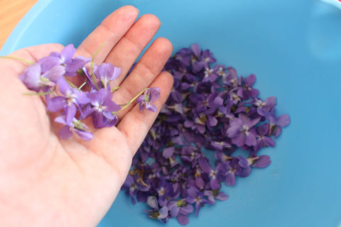 Fleurs violettes cueillis