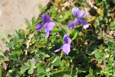 Fleurs violettes cueillis