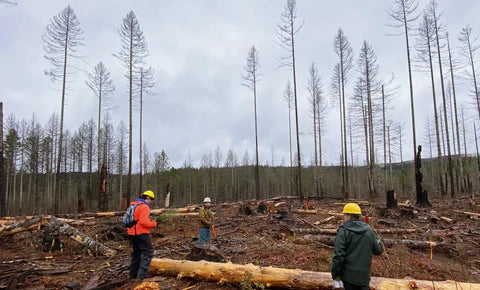 Planting trees in oregon project