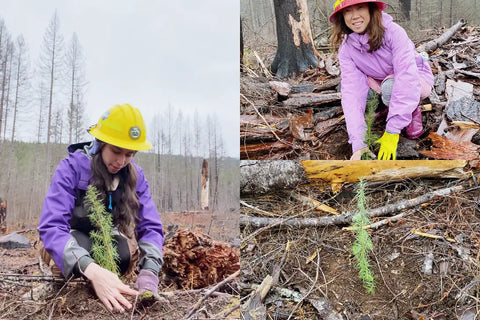 planting trees.