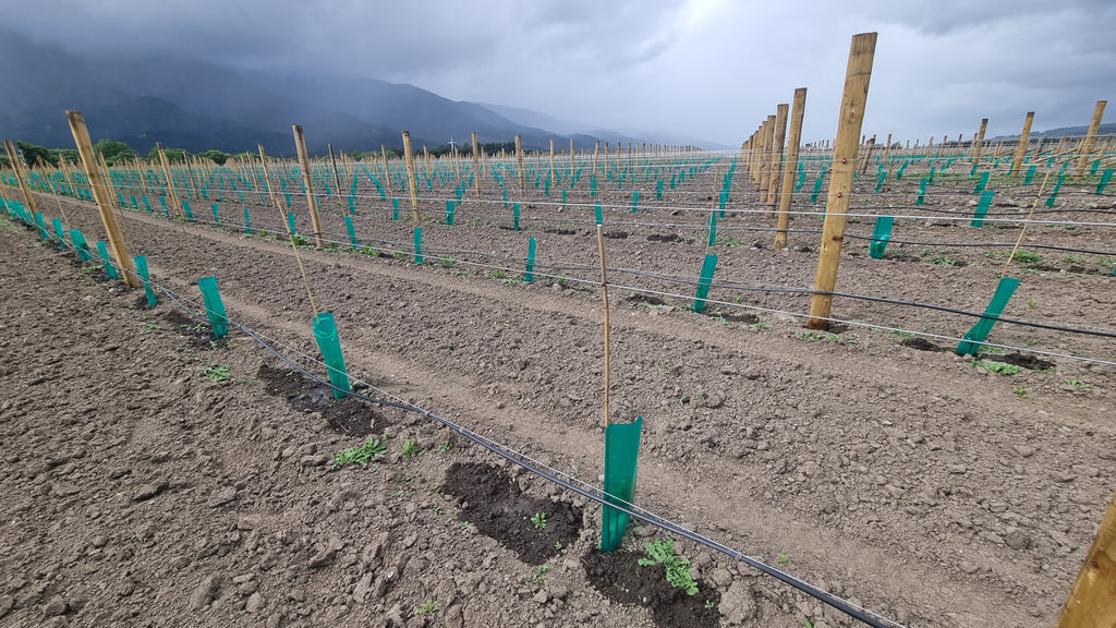 Drip irrigation of vineyard