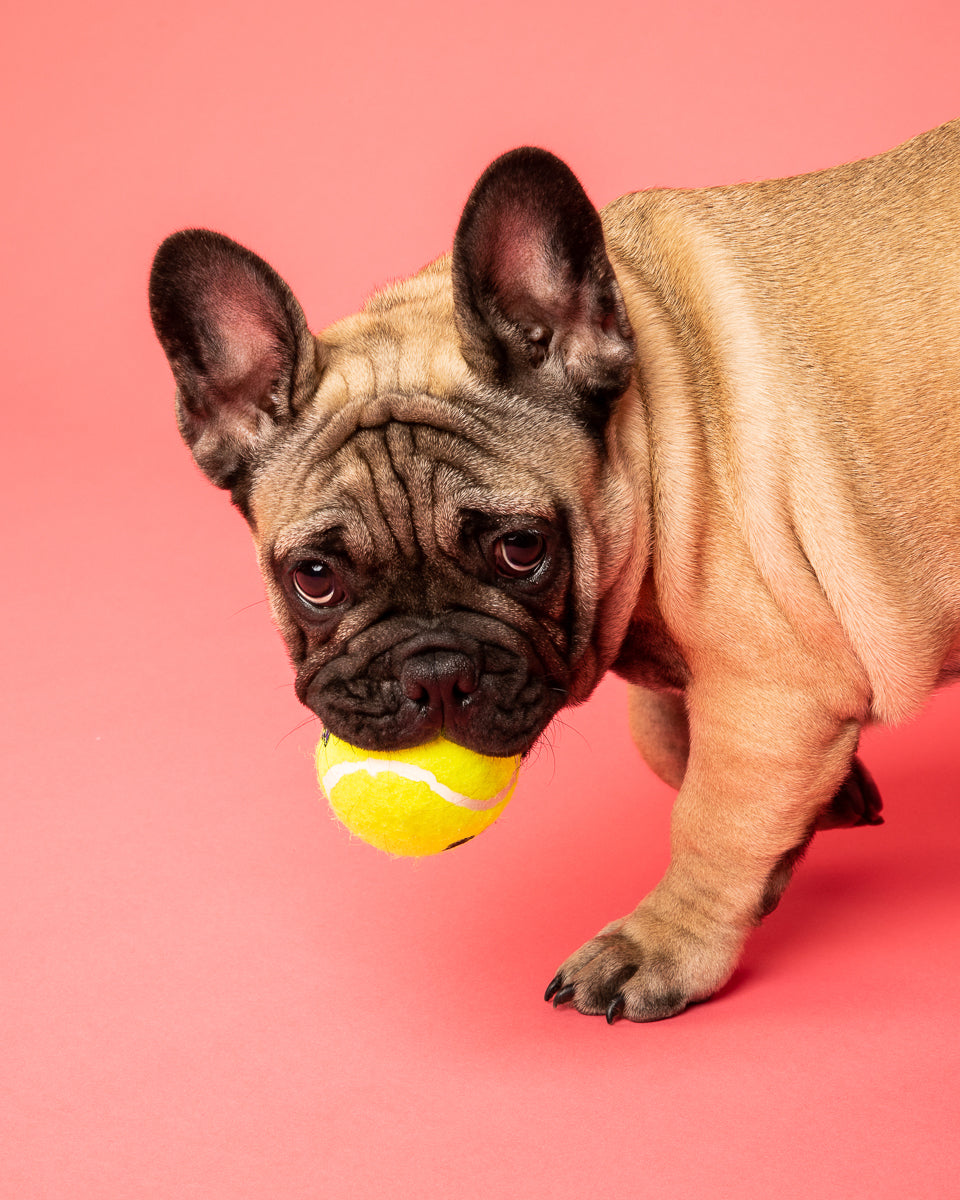 French Bulldog photography pet portrait at Apex Photo Studios