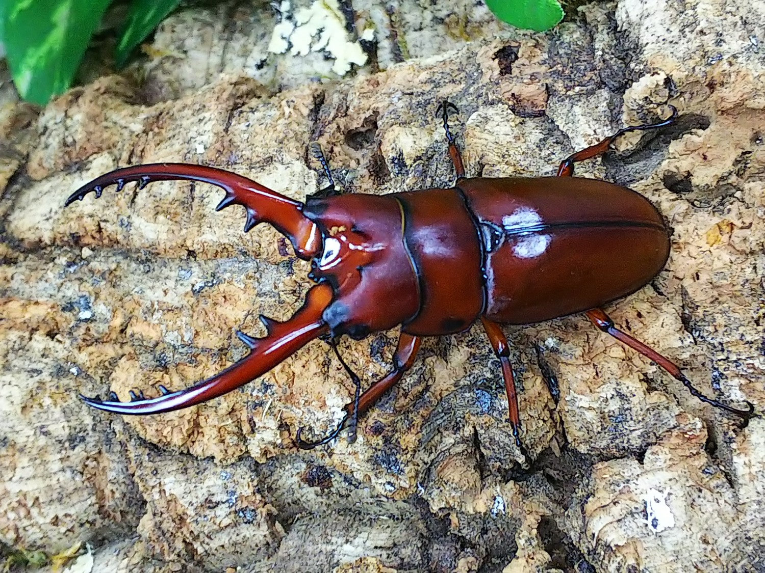 希少☆大型ギラファノコギリクワガタ!マンディブラリスフタマタ