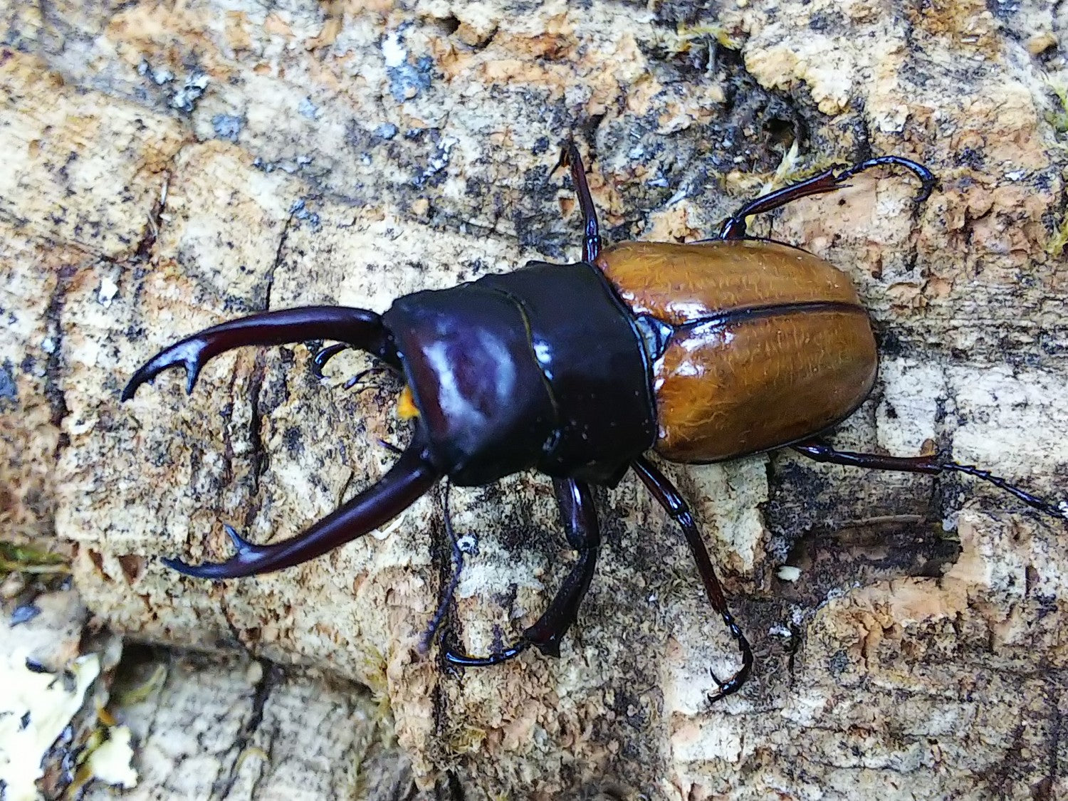 ツヤクワガタ クワガタムシ カブトムシ昆虫専門店colors