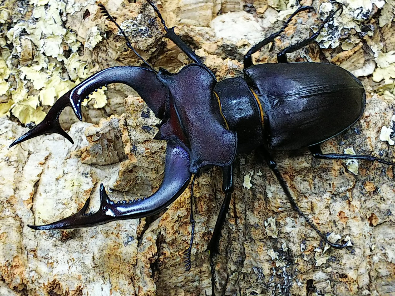 ミヤマクワガタ クワガタムシ カブトムシ昆虫専門店colors