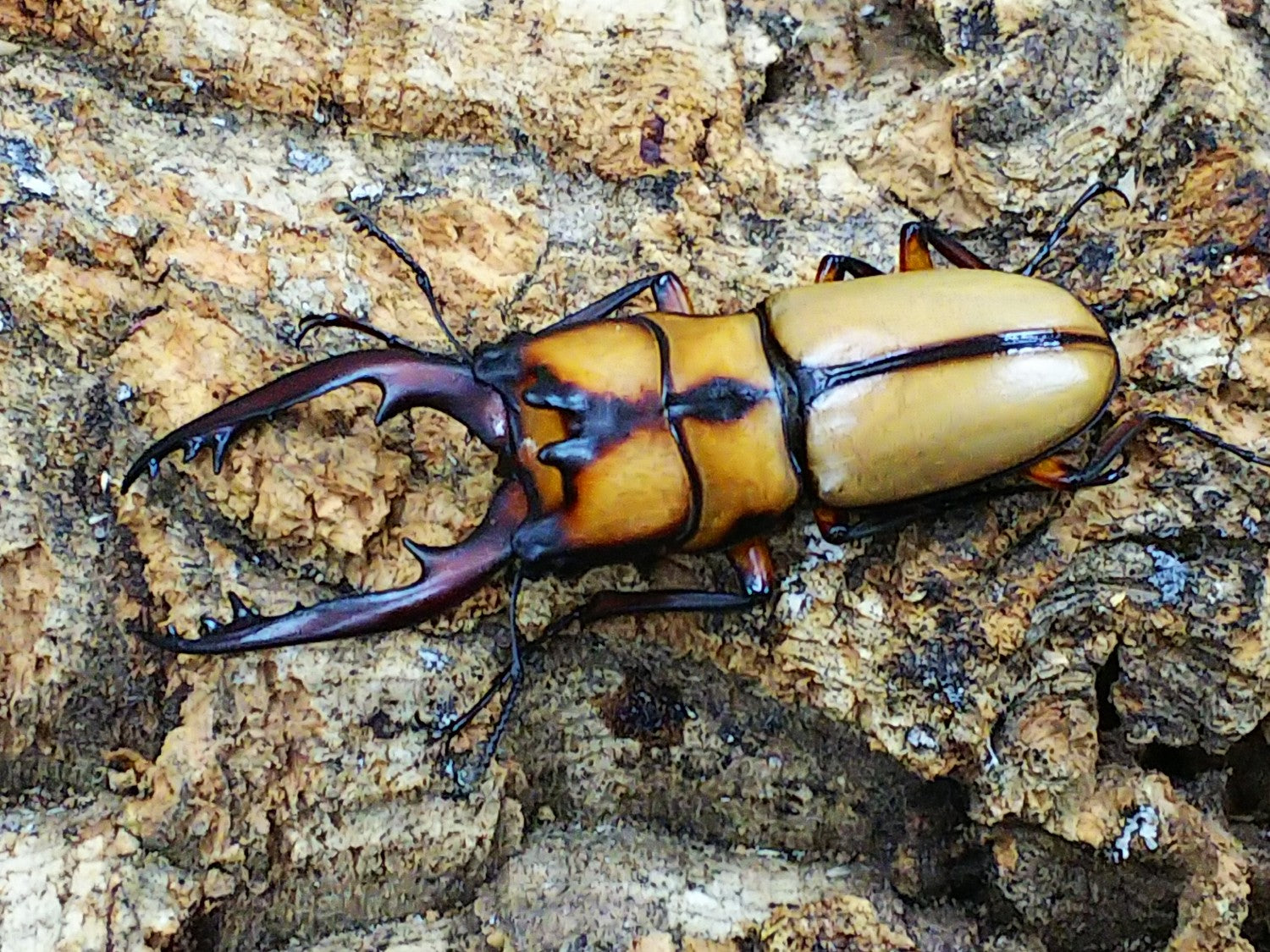 ノコギリクワガタ – クワガタムシ・カブトムシ昆虫専門店COLORS