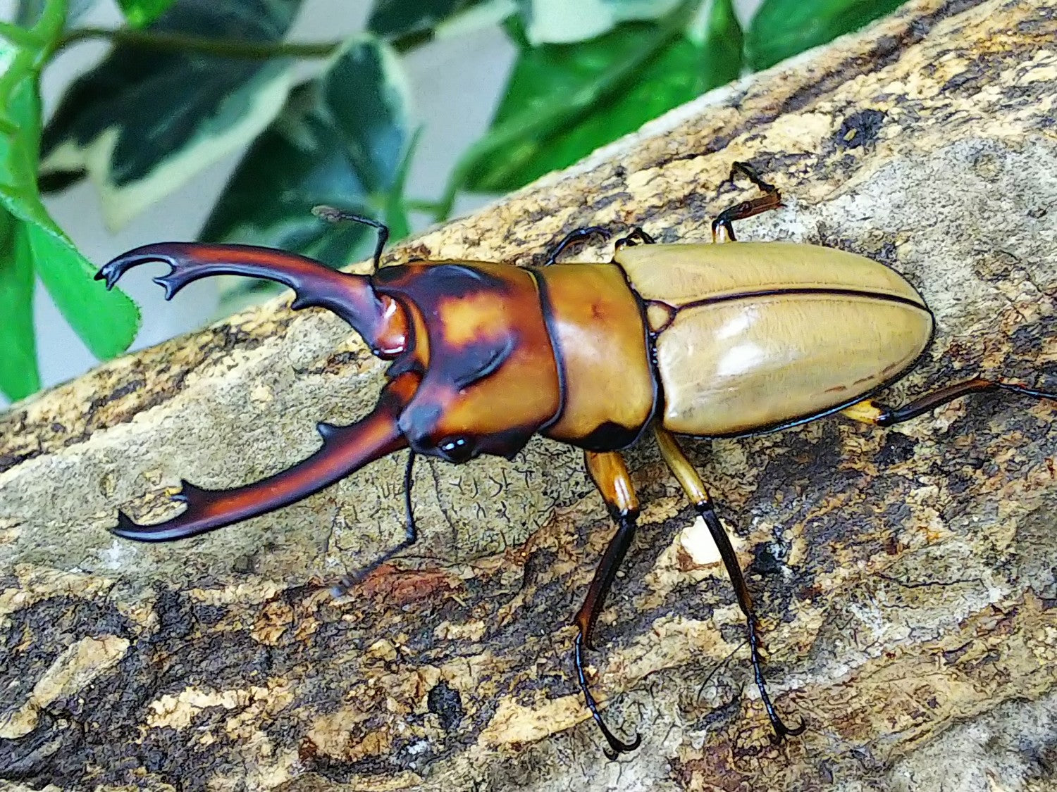 ノコギリクワガタ – クワガタムシ・カブトムシ昆虫専門店COLORS