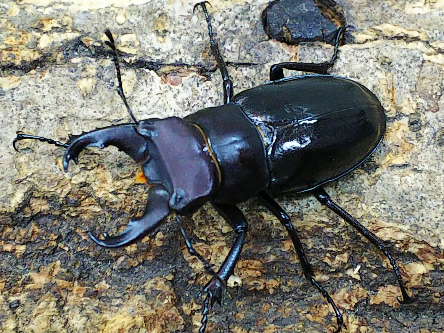 その他クワガタ – クワガタムシ・カブトムシ昆虫専門店COLORS