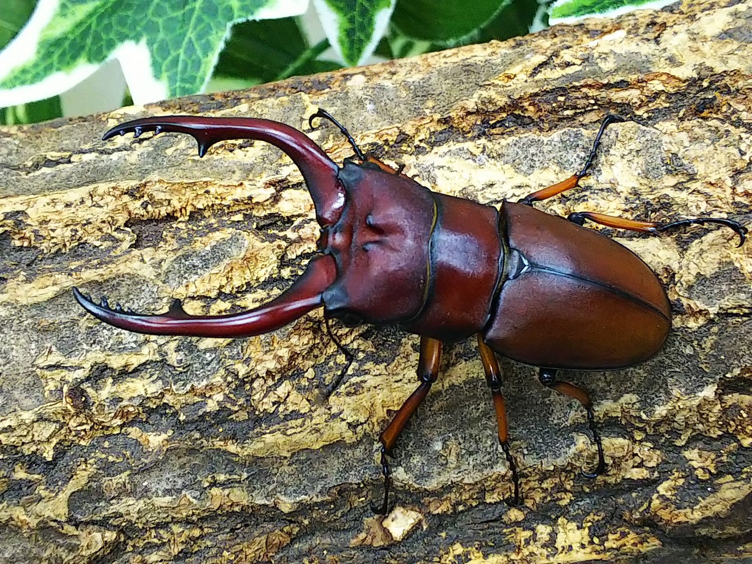 く日はお得♪ かわいい カブトムシ フィギャア レジン製 mundoglass.com