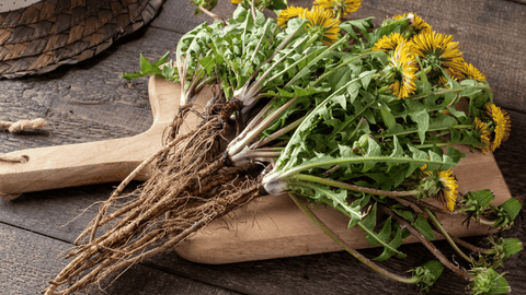 Benefits of Roasted Dandelion Root Tea