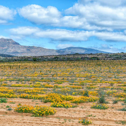 Redbush plant