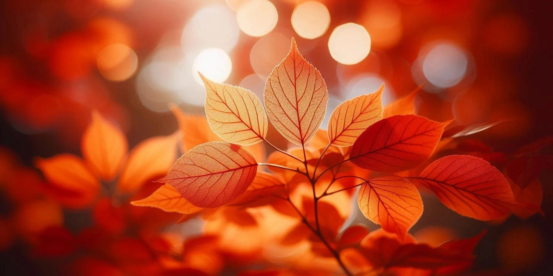 Autumn Leaves Banner Image