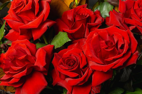Red Columbian Roses