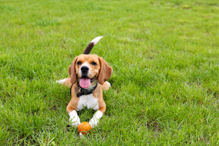 Beagle