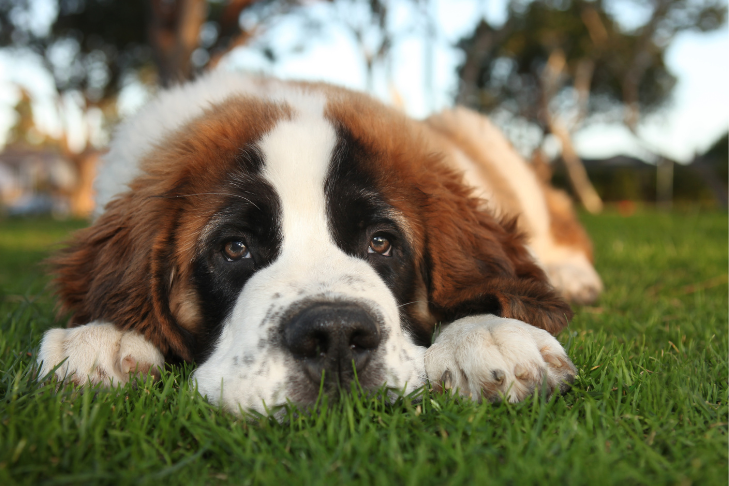 Saint Bernard laying in grass