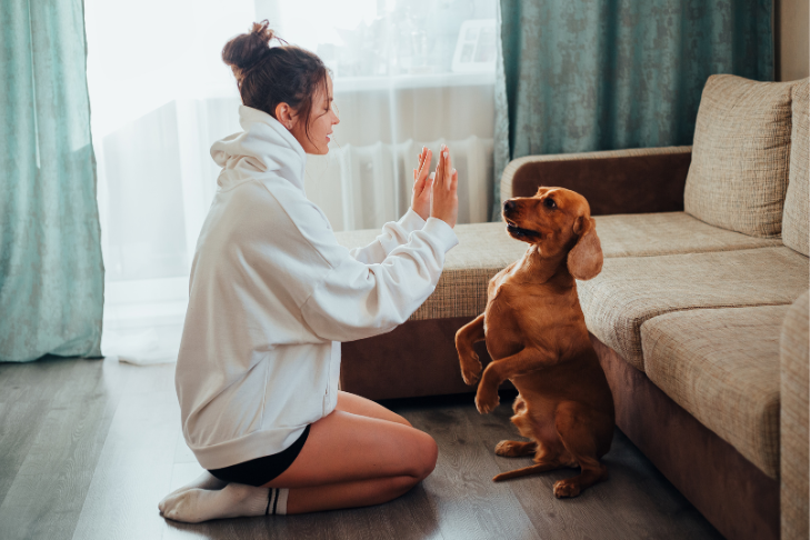 dog learning tricks and obedience indoors