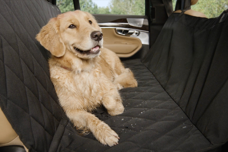 10 Summer Dog Travel Essentials