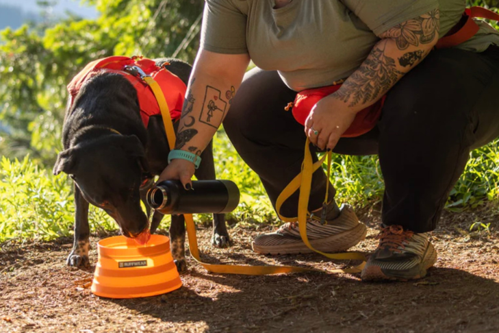 10 Summer Dog Travel Essentials