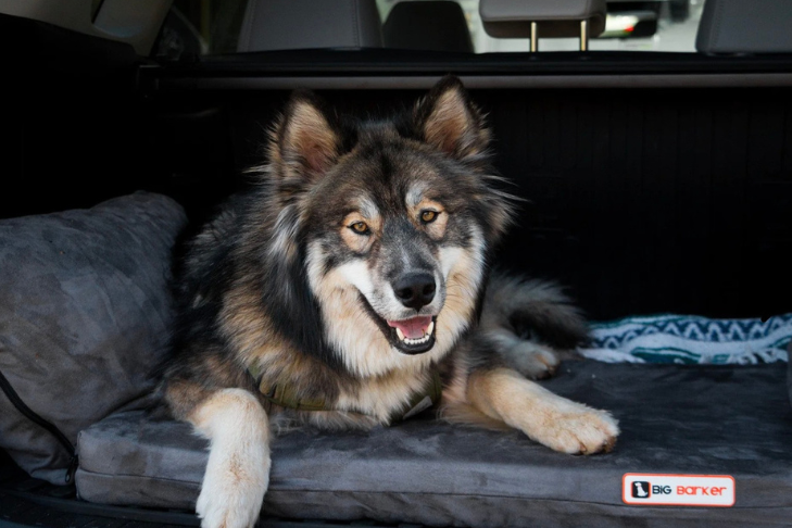 10 Summer Dog Travel Essentials