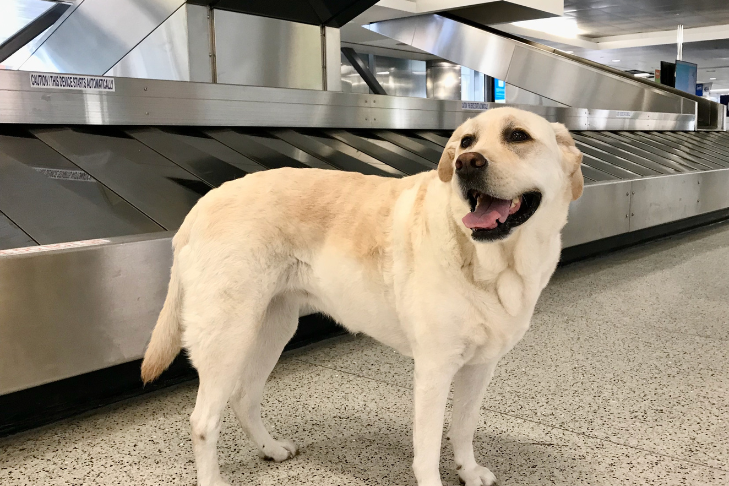 How to Fly With a Dog: Airline Regulations, Preparation, Booking Your Flight, Packing For Your Dog