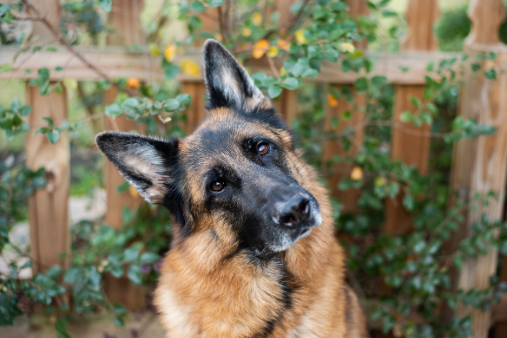 german shepherd sitting and tilting his head