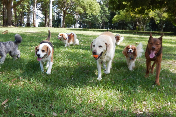 Are Dog Parks Safe?