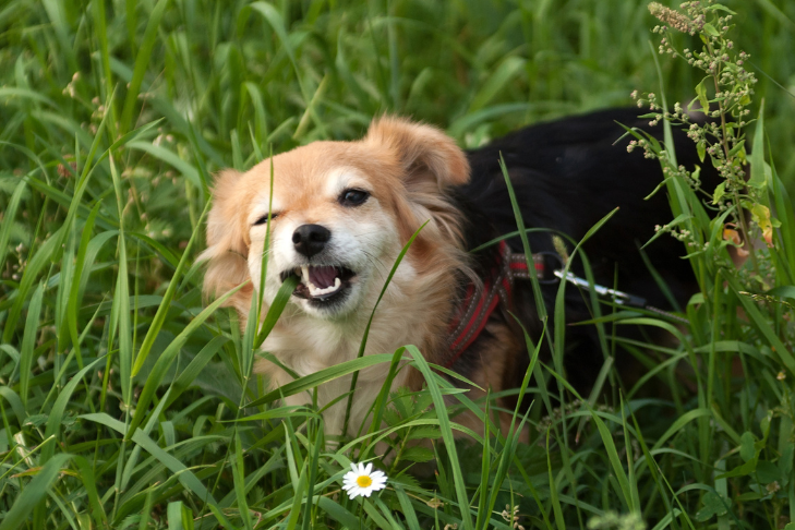 Why Is My Dog Eating Grass? 