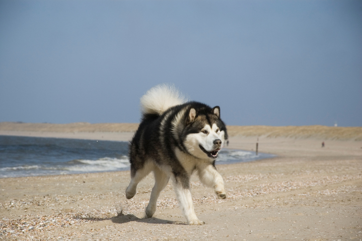 Alaskan Malamute