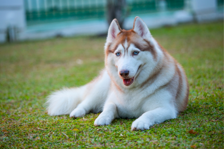 Siberian Husky