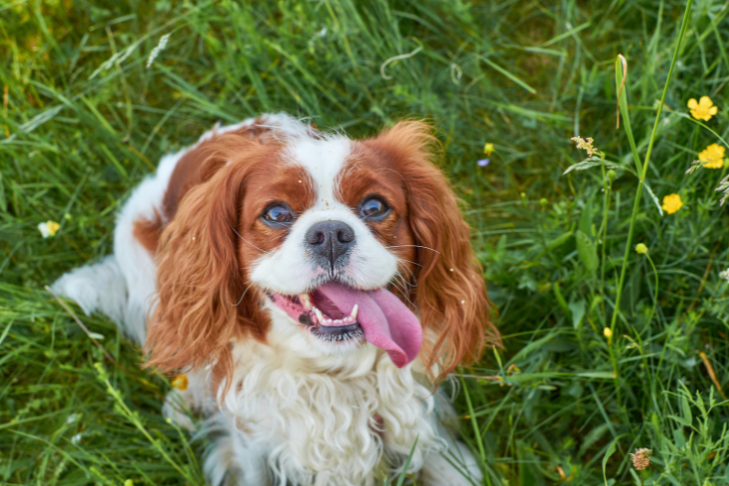 Cavalier King Charles Spaniel