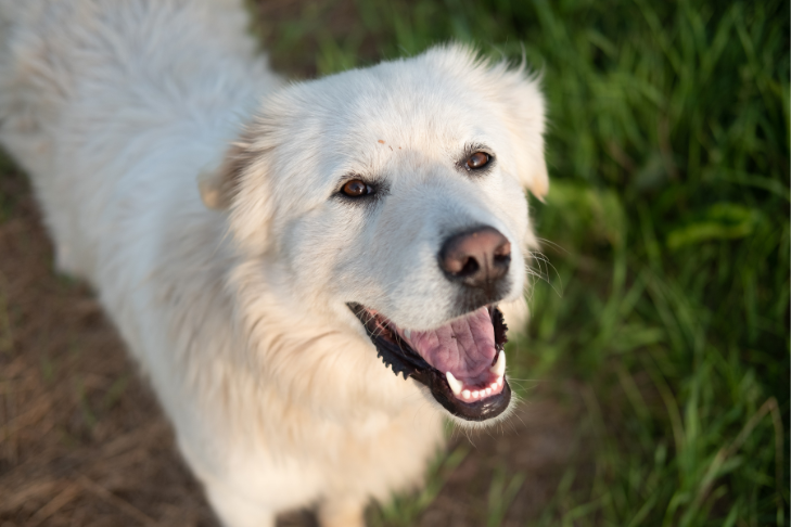 Great Pyrenees