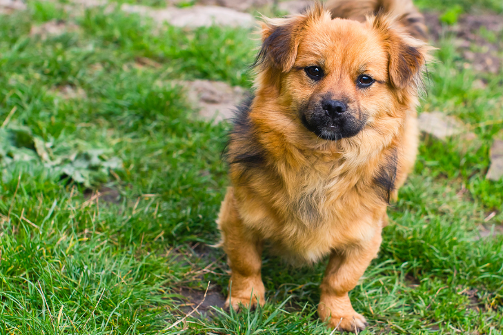 Tibetan Spaniel