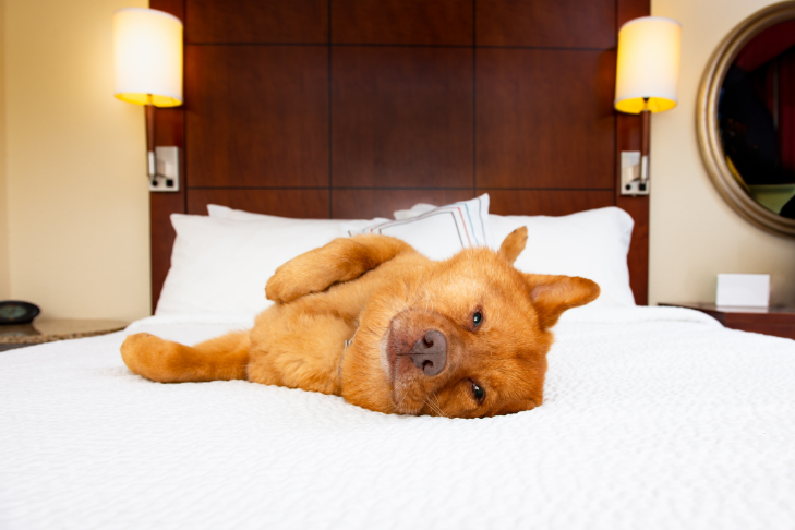 dog relexing sleep and laying on its side on a hotel bed 