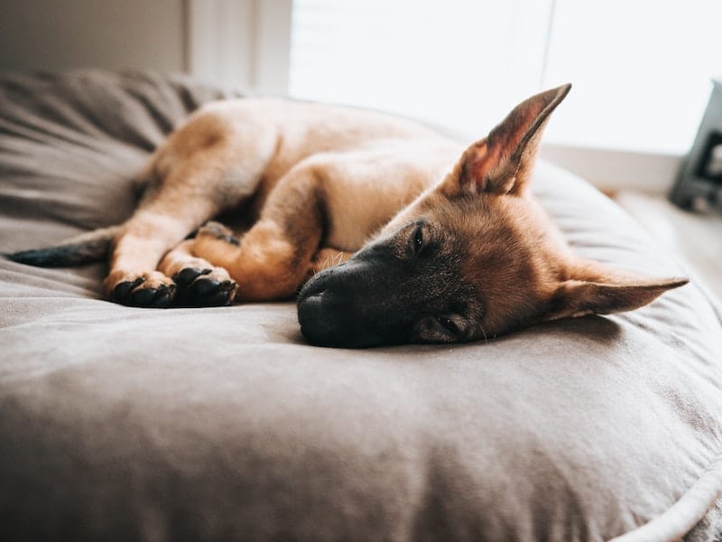 a young puppy resting on a dog bed