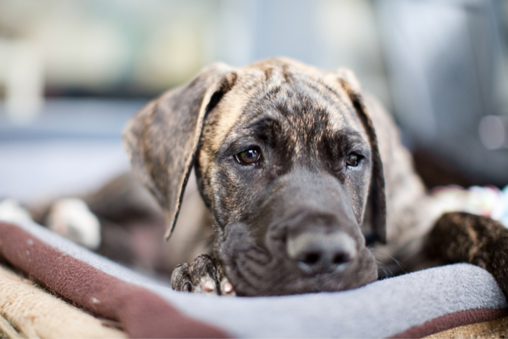 brindle great dane puppy