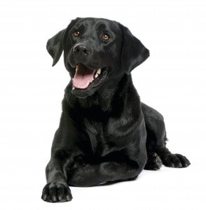 Glucosamine for Dogs