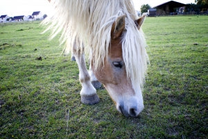 Horse Supplements