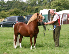 Horse Supplements