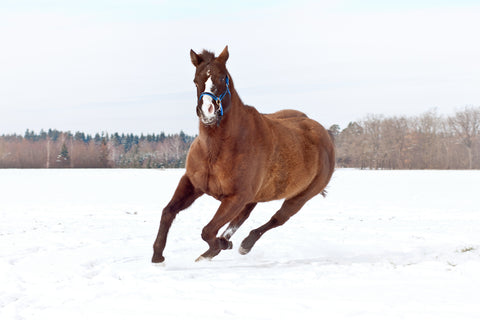 The online home of equine and canine supplements